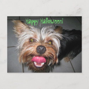 Crazy Jasper ~ Postcard