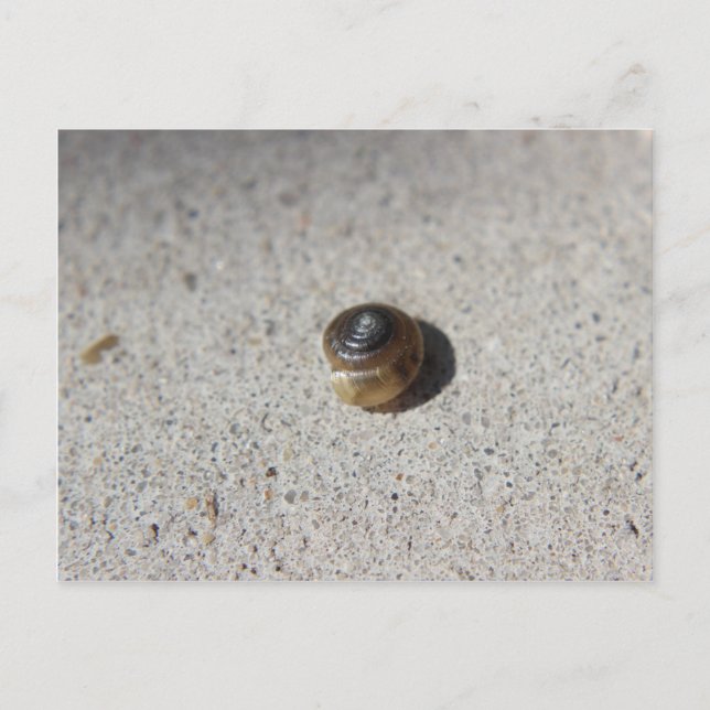 Crazy Snail Postcard (Front)