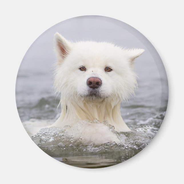 CRB Magnet - Polar Bear (Front)