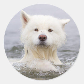 CRB - Polar Bear Sticker