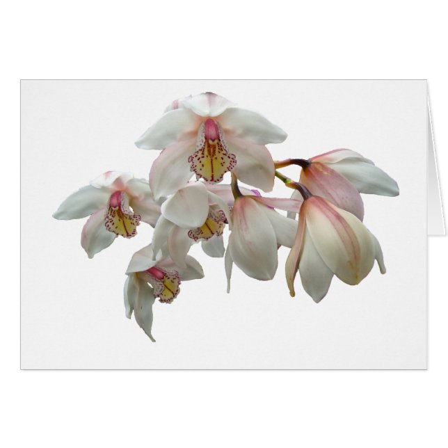 Cream and Pink Orchids (Front Horizontal)