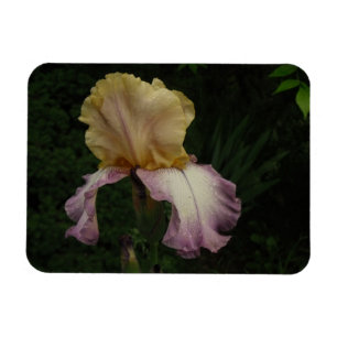 Cream and Purple Iris Photo Flex Magnet