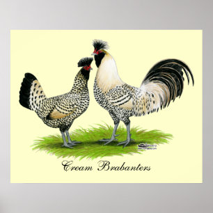 Cream Brabanter Chickens Poster