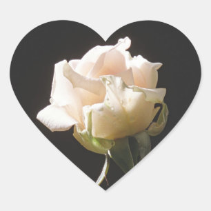 Cream-colour rose on the dark background heart sticker