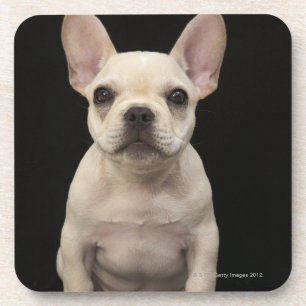 Cream coloured French Bulldog puppy Coaster
