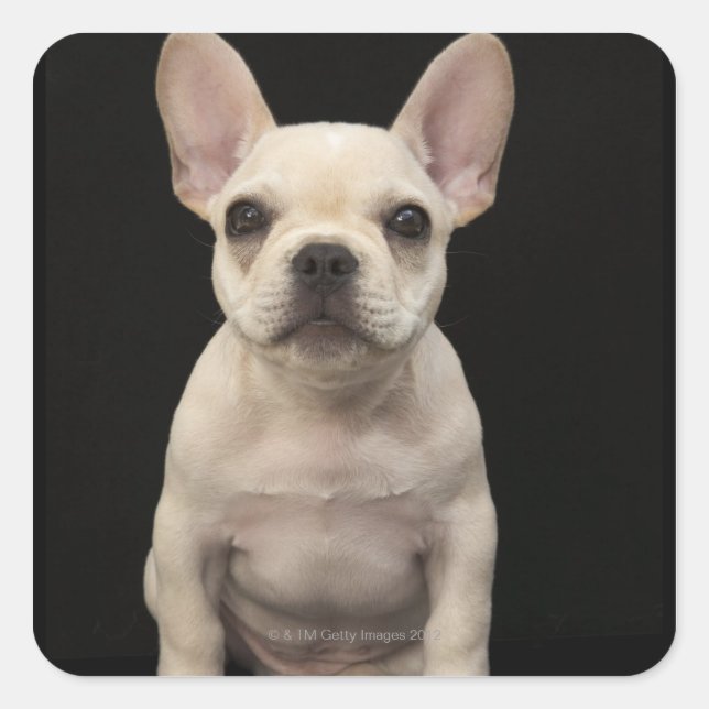 Cream coloured French Bulldog puppy Square Sticker (Front)