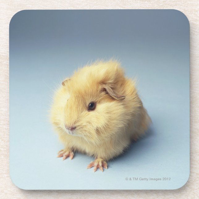 Cream coloured Guinea pig Coaster (Front)
