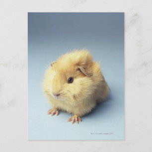 Cream coloured Guinea pig Postcard
