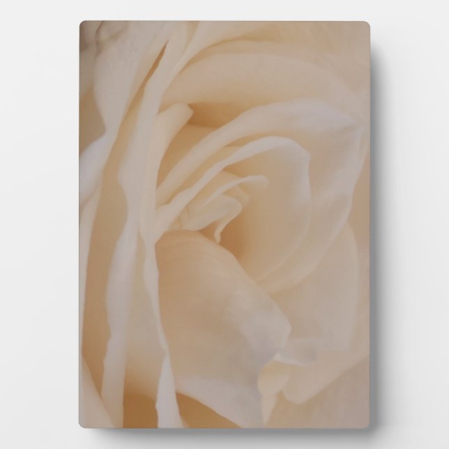 Cream Coloured Rose Closeup Plaque (Front)