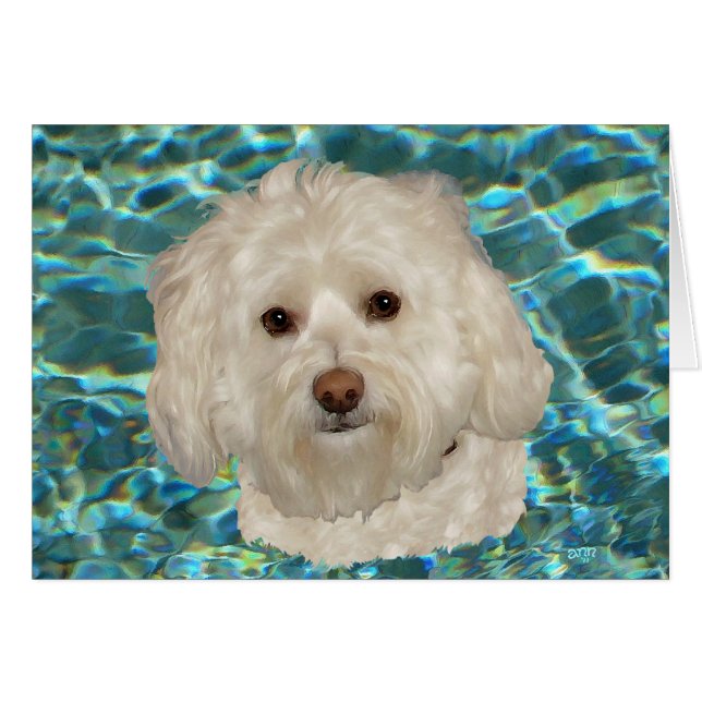 Cream Havanese with Turquoise Water (Front Horizontal)