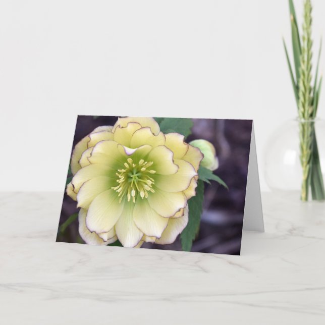 Cream Hellebore (Helleborus) Photo Card (Front)