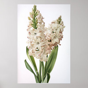 Cream Hyacinth Flower Art Print Poster