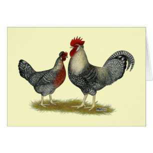 Cream Legbar Chickens