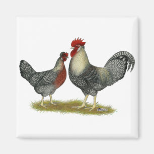 Cream Legbar Chickens Magnet