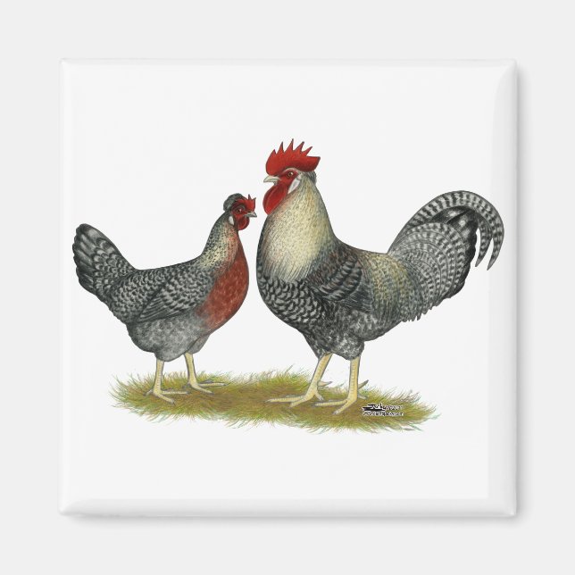 Cream Legbar Chickens Magnet (Front)