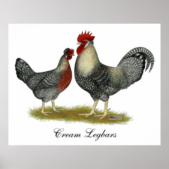 Cream Legbar Chickens Poster (Front)