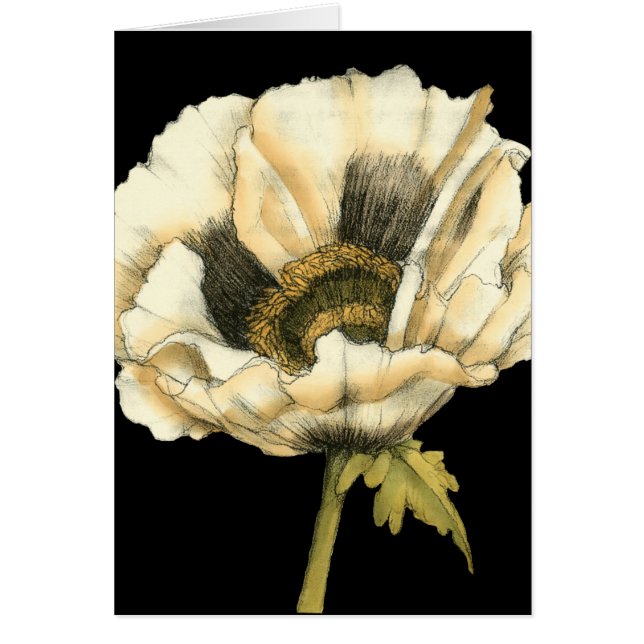 Cream Poppy Flower on Black Background (Front)