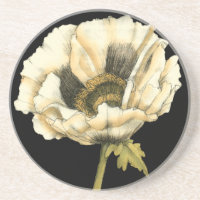 Cream Poppy Flower on Black Background