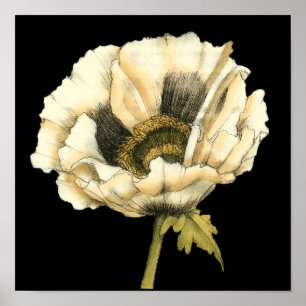 Cream Poppy Flower on Black Background Poster