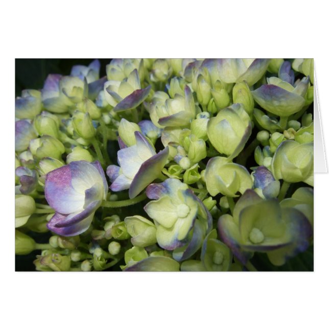 Cream & Purple Hydrangea (Front Horizontal)