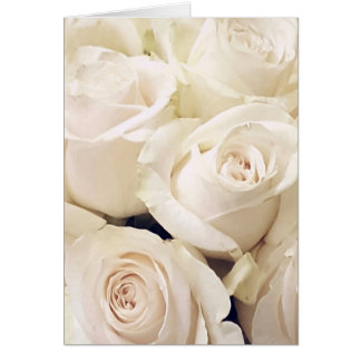 Cream Roses