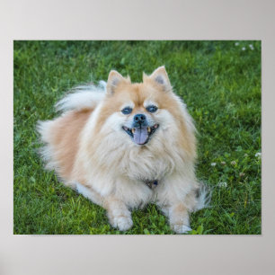 Cream Sable Pomeranian Dog in the Grass Poster