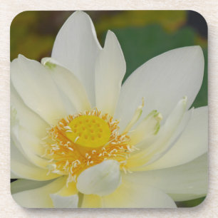 Cream Water Lily02.JPG Coaster