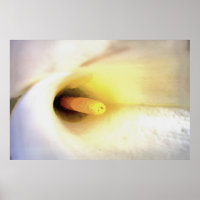 Cream White Calla Lily Close Up Abstract Art