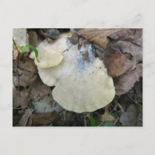Creamy  Bracket Fungus Postcard
