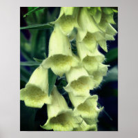 Creamy Foxglove Flower