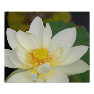 Creamy Lotus Water Lily Photo Print