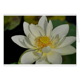Creamy Water Lily.JPG