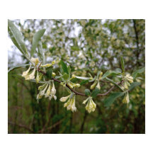 Creamy White Flowers on Bush After Spring Rain #1