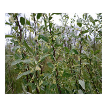 Creamy White Flowers on Bush After Spring Rain #2