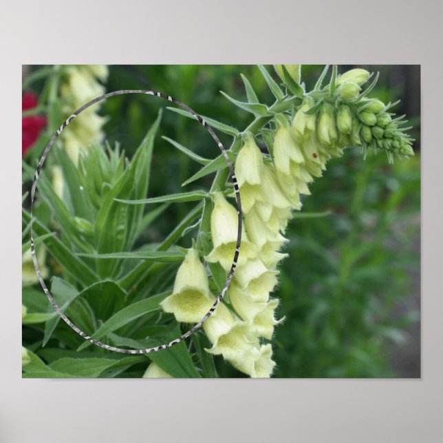Creamy White Foxglove Flowers Add Your Photo Poster (Front)