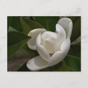 Creamy white magnolia flower bud postcard