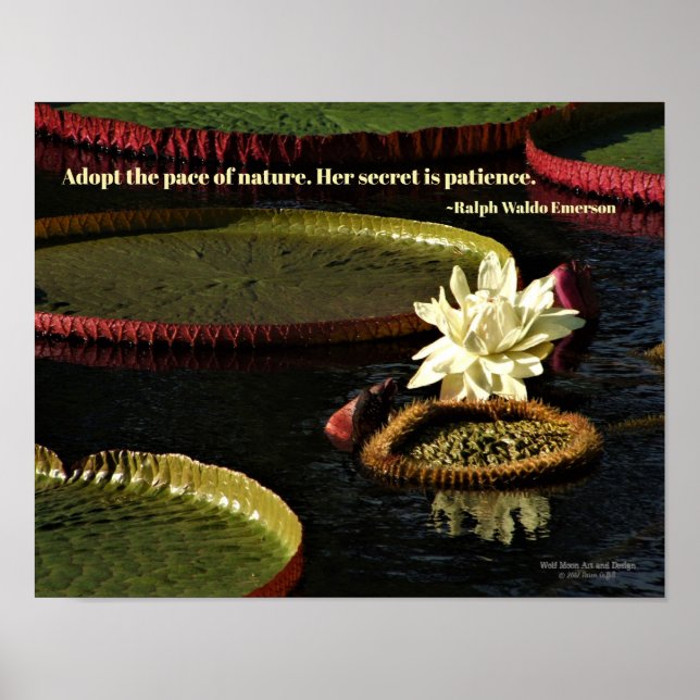 Creamy White Water Lily Flower and Giant Lily Pads Poster (Front)