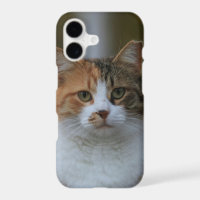 Create Your Own Cat Pet Photo Custom Picture
