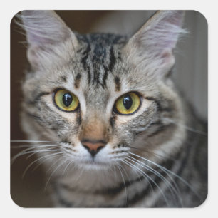 Create Your Own Cat Pet Photo Custom Picture Square Sticker