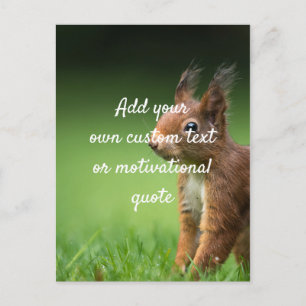 Create Your Own Custom Quote - Squirrel Postcard
