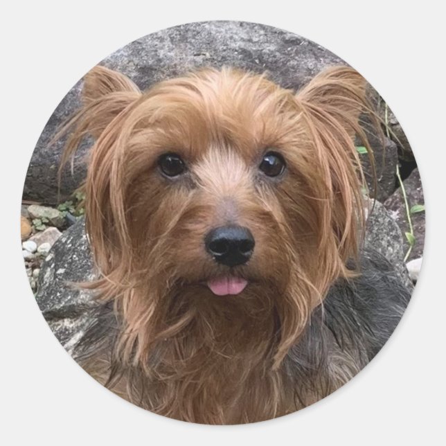 Create Your Own Dog Photo Custom Pet  Classic Round Sticker (Front)