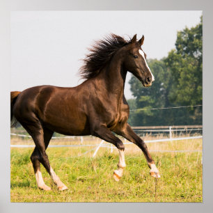 Create Your Own Pet Horse Photo Custom Picture Poster