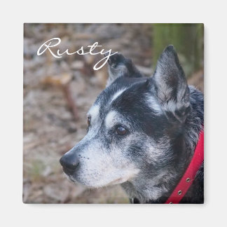 Create your own pet magnet