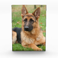 Create Your Own Pet Photo Custom Picture