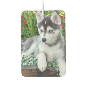 Create Your Own Pet Photo Custom Picture Car Air Freshener