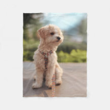 Create Your Own Pet Photo Custom Picture