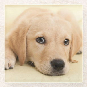 Create Your Own Pet Photo Custom Picture Glass Coaster