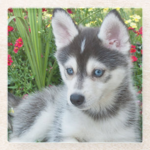 Create Your Own Pet Photo Custom Picture Glass Coaster