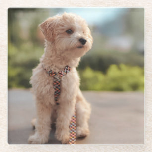 Create Your Own Pet Photo Custom Picture Glass Coaster