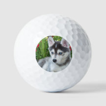 Create Your Own Pet Photo Custom Picture